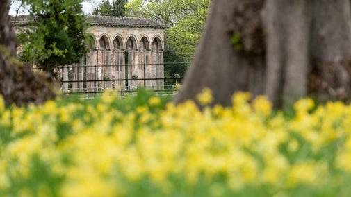 View towards the ruined Orangery and cowslips in foreground at Gibside, Tyne and Wear